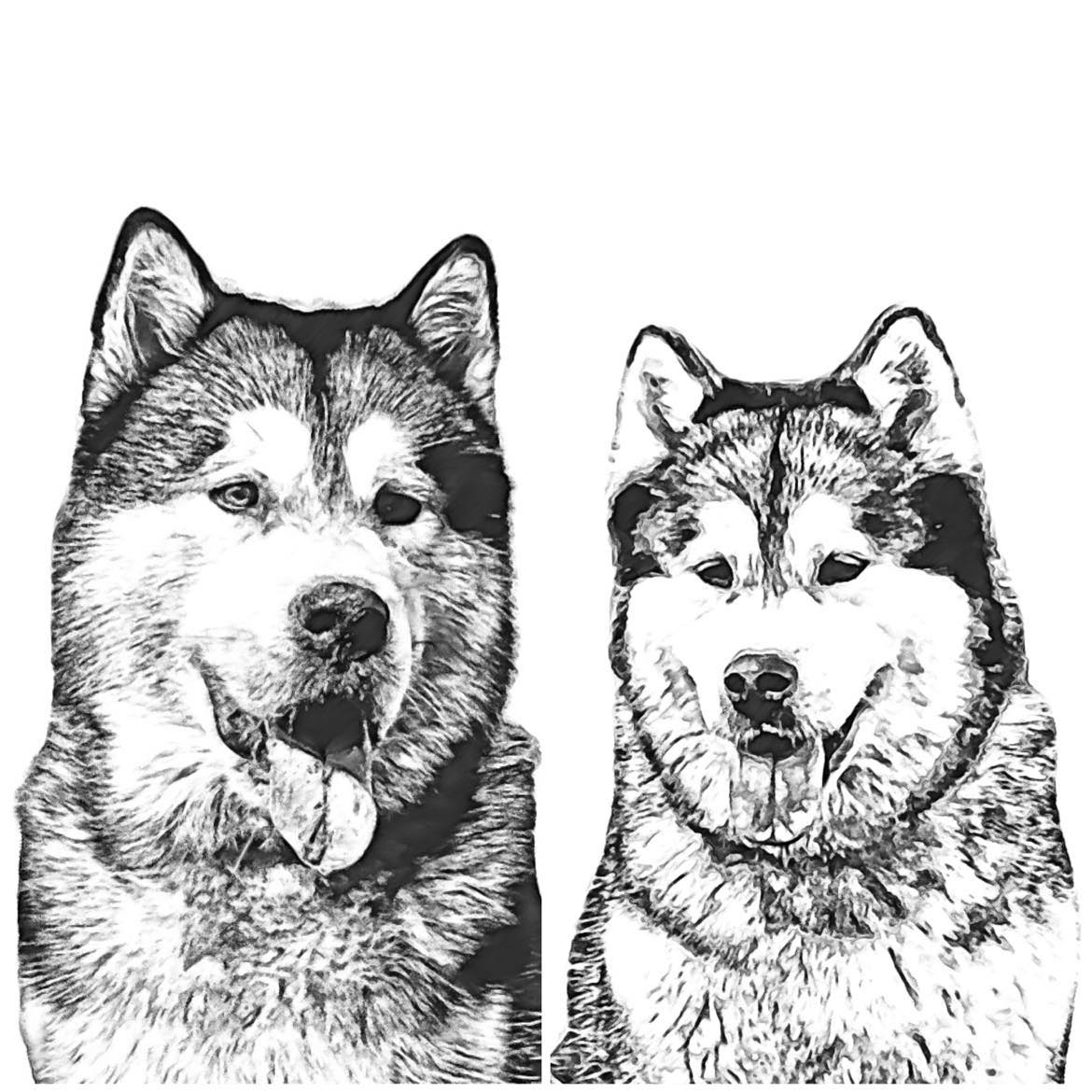 Snowroyals Alaskan Malamutes