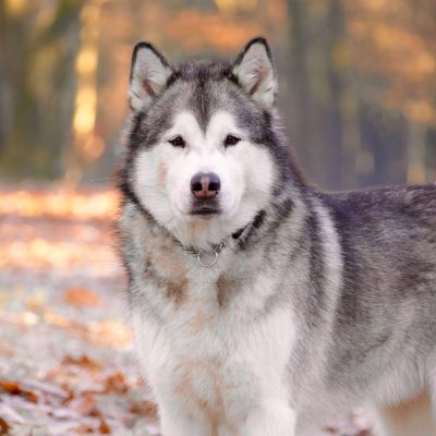 15271817_10205906085770690_4709382481637381467_o